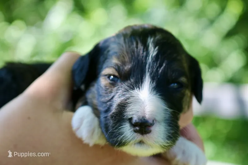 Holly – Poodle - Standard , Miniature Bernedoodle puppy for sale in Knob Noster, MO