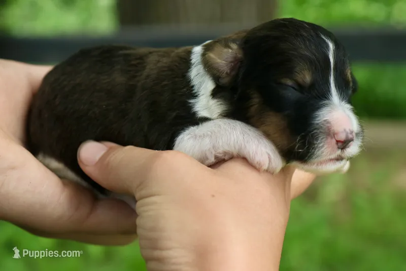 Hugo – Bernedoodle puppy for sale in Knob Noster, MO