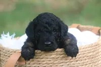 Karl , a male Goldendoodle for sale in Knob Noster, MO – 3 of 3