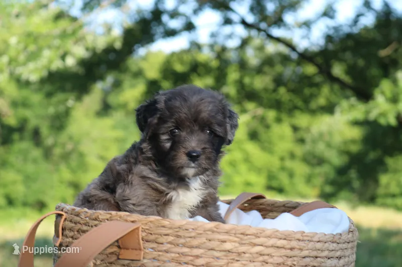 Mighty – Miniature Aussiedoodle puppy for sale in Knob Noster, MO