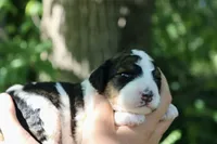Harper , a male Poodle - Standard  and Miniature Bernedoodle for sale in Knob Noster, MO – 2 of 3