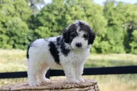 Hope , a female Bernedoodle for sale in Knob Noster, MO – 3 of 6
