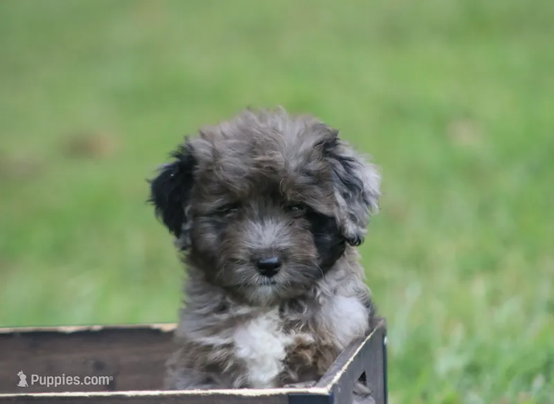 Mighty – Miniature Aussiedoodle puppy for sale in Knob Noster, MO