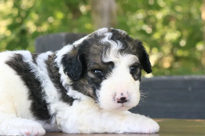 Hope  – Bernedoodle puppy for sale in Knob Noster, MO