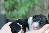 Hendrix, a male Bernedoodle for sale in Knob Noster, MO – 3 of 4