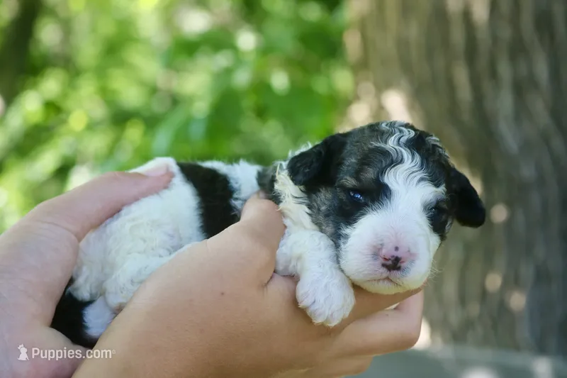 Hope  – Bernedoodle puppy for sale in Knob Noster, MO