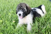 Hiccup , a male Bernedoodle for sale in Knob Noster, MO – 3 of 4