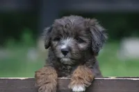 Markie , a male Aussiedoodle for sale in Knob Noster, MO – 3 of 5