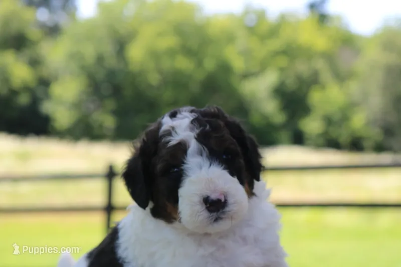Harvey – Bernedoodle puppy for sale in Knob Noster, MO