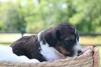 Hugo, a male Bernedoodle for sale in Knob Noster, MO – 3 of 4
