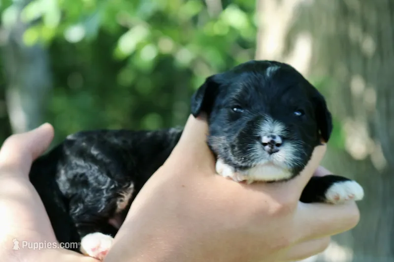 Hopscotch  – Bernedoodle puppy for sale in Knob Noster, MO