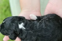Hopscotch , a male Bernedoodle for sale in Knob Noster, MO – 3 of 3
