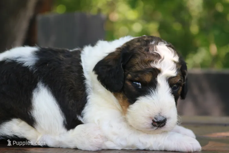 Harper  – Poodle - Standard , Miniature Bernedoodle puppy for sale in Knob Noster, MO