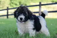 Hiccup , a male Bernedoodle for sale in Knob Noster, MO – 2 of 4