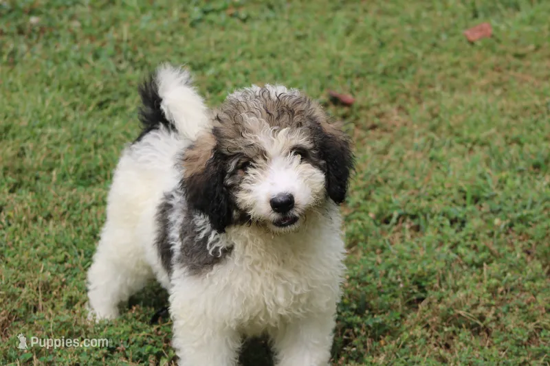 Hope  – Bernedoodle puppy for sale in Knob Noster, MO