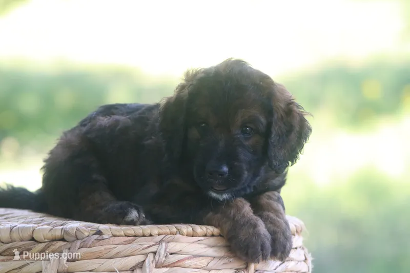 Kenzo  – Goldendoodle puppy for sale in Knob Noster, MO