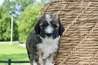 Happy , a female Bernedoodle for sale in Knob Noster, MO – 3 of 3