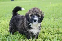 Holly, a male Poodle - Standard  and Miniature Bernedoodle for sale in Knob Noster, MO – 4 of 4