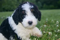 Levi, a male Bernedoodle for sale in Knob Noster, MO – Photo 3 of 7