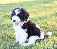 Levi, a male Bernedoodle for sale in Knob Noster, MO – Photo 1 of 7