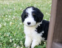 Levi, a male Bernedoodle for sale in Knob Noster, MO – Photo 2 of 7