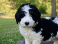Levi, a male Bernedoodle for sale in Knob Noster, MO – Photo 5 of 7
