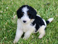 Levi, a male Bernedoodle for sale in Knob Noster, MO – Photo 6 of 7