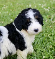 Levi, a male Bernedoodle for sale in Knob Noster, MO – Photo 4 of 7