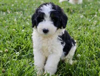 Levi, a male Bernedoodle for sale in Knob Noster, MO – Photo 7 of 7