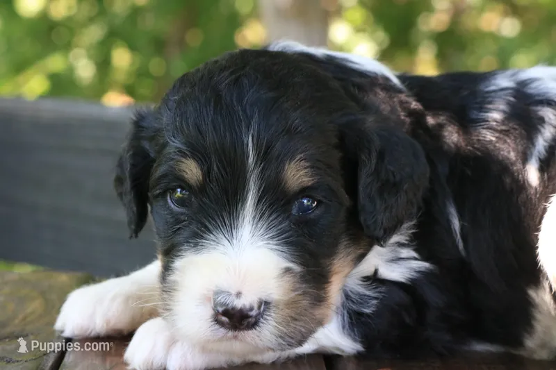 Hendrix – Bernedoodle puppy for sale in Knob Noster, MO