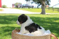 Harvey, a male Bernedoodle for sale in Knob Noster, MO – 3 of 4