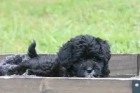 Marley , a female Miniature Aussiedoodle for sale in Knob Noster, MO – 2 of 5