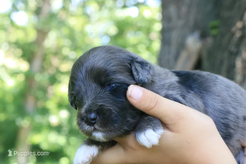 Mighty – Miniature Aussiedoodle puppy for sale in Knob Noster, MO