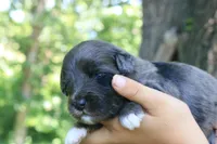 Mighty, a male Miniature Aussiedoodle for sale in Knob Noster, MO – 1 of 4