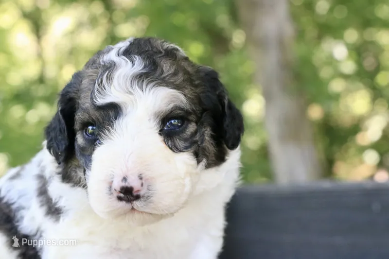 Hope  – Bernedoodle puppy for sale in Knob Noster, MO