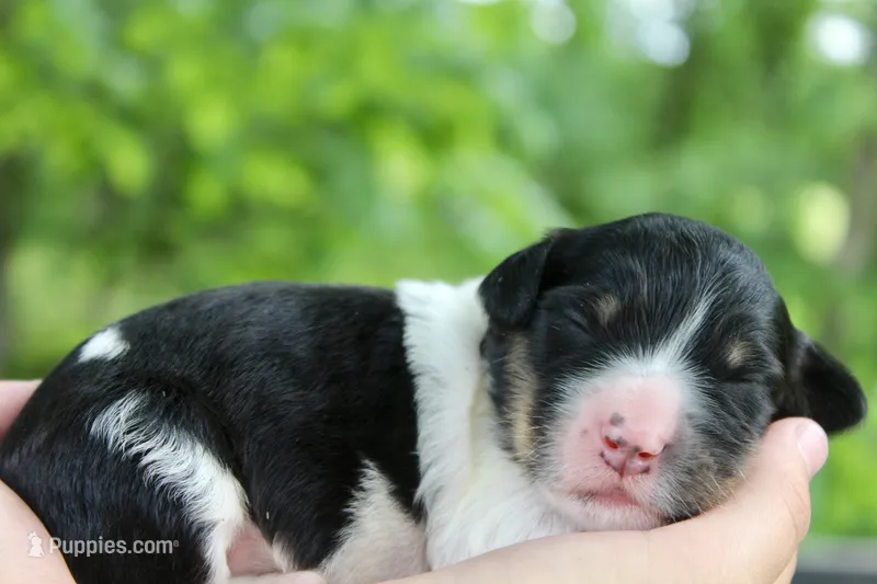 Hendrix – Bernedoodle puppy for sale in Knob Noster, MO