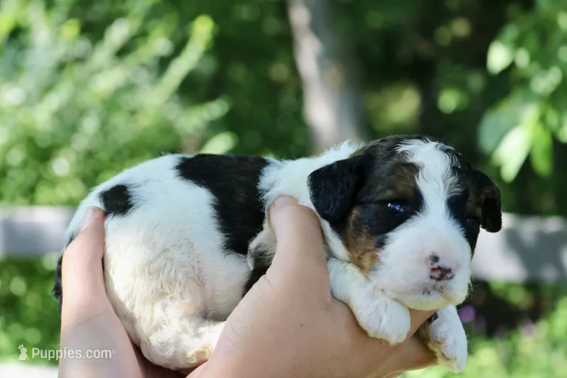 Harvey – Bernedoodle puppy for sale in Knob Noster, MO