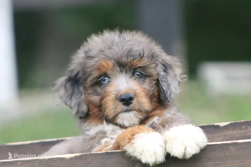 Mr. – Miniature Aussiedoodle puppy for sale in Knob Noster, MO