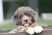 Mr., a male Aussiedoodle for sale in Knob Noster, MO – 1 of 4