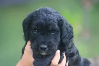Kara , a female Goldendoodle for sale in Knob Noster, MO – 3 of 3