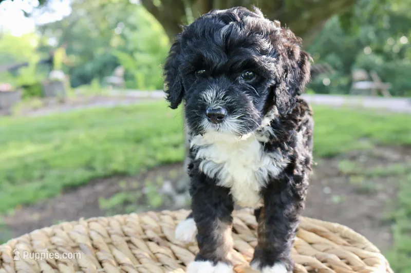 Hopscotch  – Bernedoodle puppy for sale in Knob Noster, MO