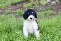 Hendrix, a male Bernedoodle for sale in Knob Noster, MO – 2 of 5