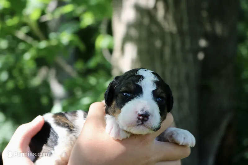 Harper  – Poodle - Standard , Miniature Bernedoodle puppy for sale in Knob Noster, MO