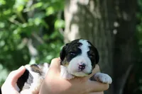 Harper , a male Poodle - Standard  and Miniature Bernedoodle for sale in Knob Noster, MO – 1 of 3