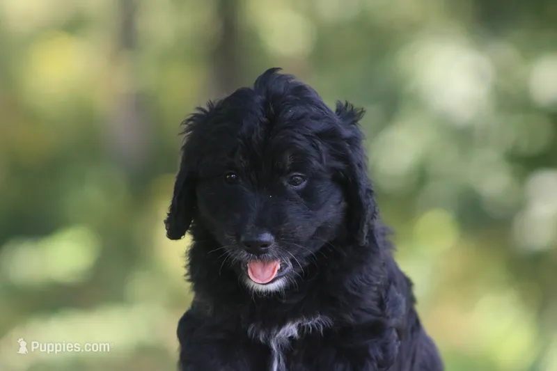 Kara  – Goldendoodle puppy for sale in Knob Noster, MO
