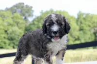 Happy , a female Bernedoodle for sale in Knob Noster, MO – 2 of 3