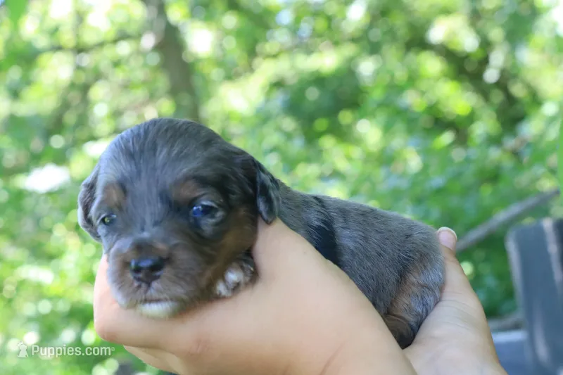 Misty  – Miniature Aussiedoodle puppy for sale in Knob Noster, MO