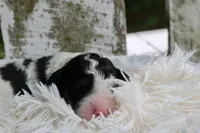 Hope , a female Bernedoodle for sale in Knob Noster, MO – 3 of 3