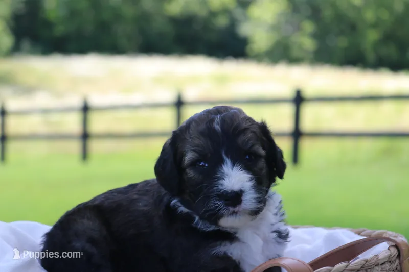 Holly – Poodle - Standard , Miniature Bernedoodle puppy for sale in Knob Noster, MO