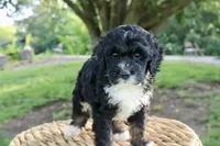 Hopscotch , a male Bernedoodle for sale in Knob Noster, MO – 2 of 5